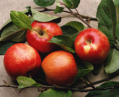 Apples at the RV camping sites in Massachusetts.